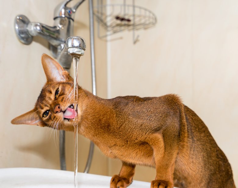 Comment assurer confort et hydratation aux chats cet été ?