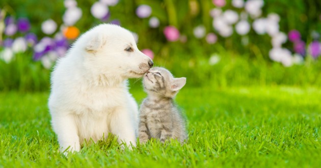 Accueillir un chiot ou un chaton : PetSafe® accompagne les premiers pas des propriétaires