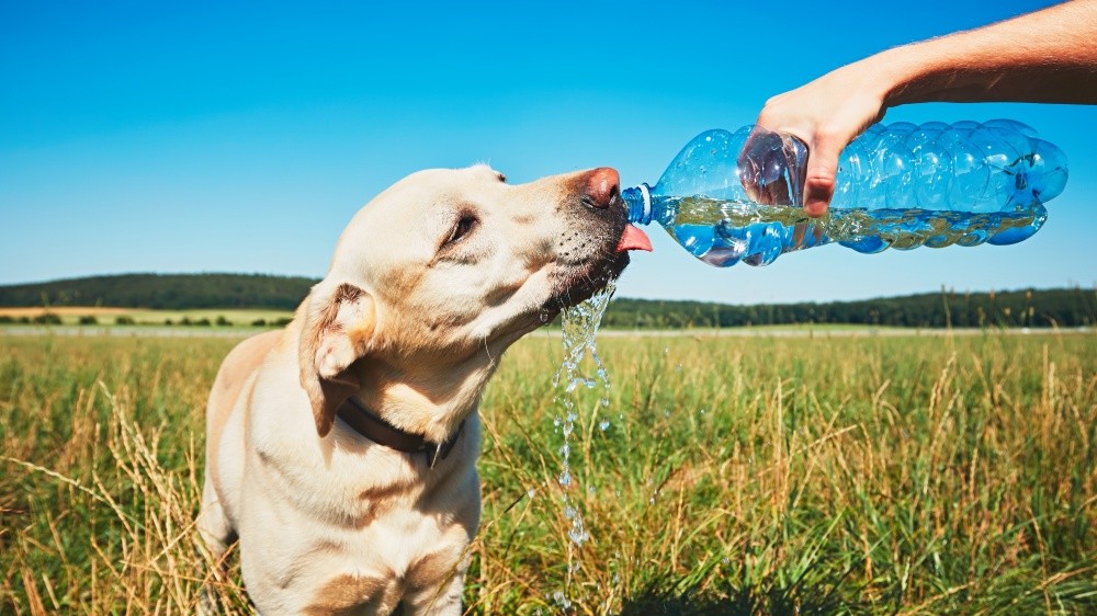 Grandes vacances : PetSafe® incite les propriétaires d’animaux à bien surveiller l’hydratation de leurs compagnons