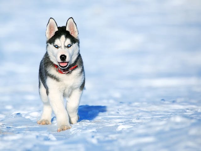 Avec PetSafe®, les sports d’hivers sont aussi pour les chiens