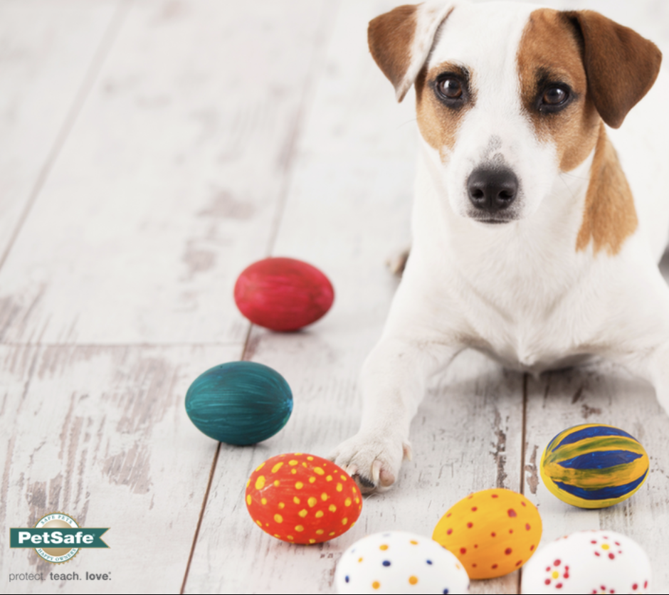 A Pâques, PetSafe® décline les surprises pour les chiens et les chats… mais sans chocolats