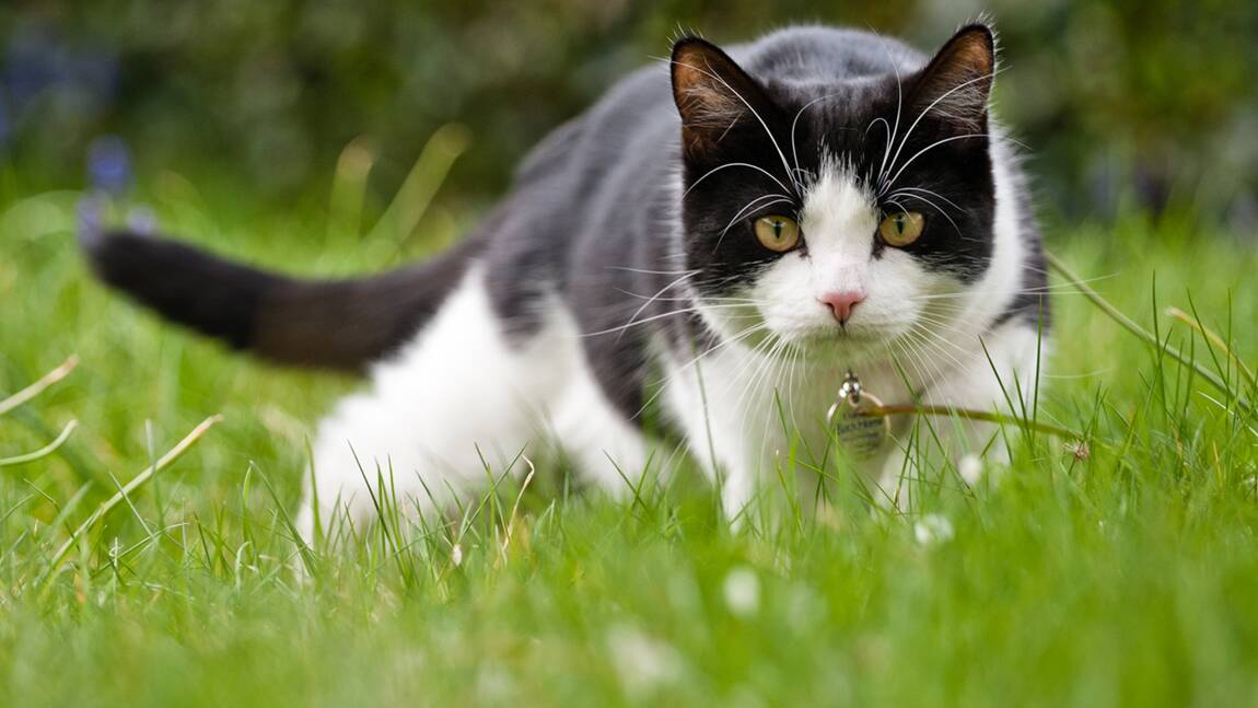 PetSafe® met les lasers à l’honneur pour satisfaire les instincts de chasseur des chats