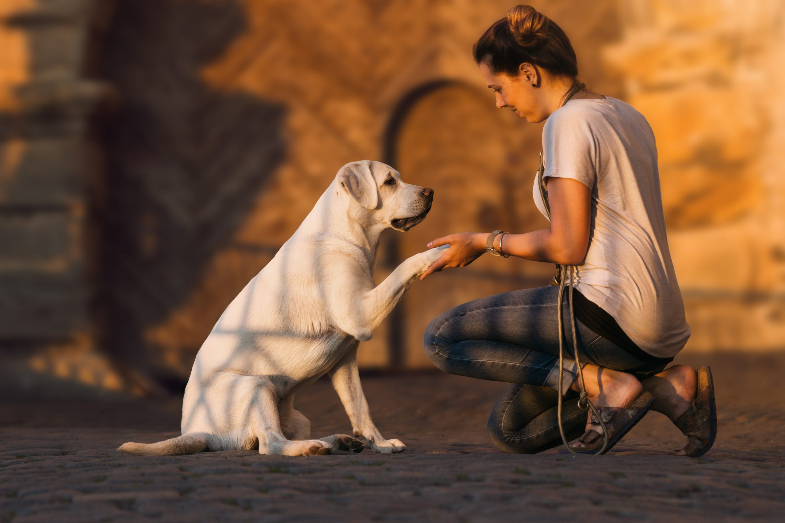 PetSafe® développe de nouveaux dispositifs pour une éducation positive des chiens