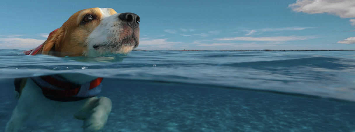 Kurgo présente ses incontournables de l’été pour des vacances à la fraiche