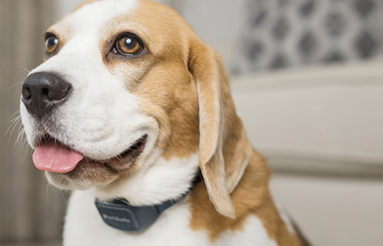 La marque PetSafe® présente son nouveau collier sonore pour aider à contrôler les aboiements