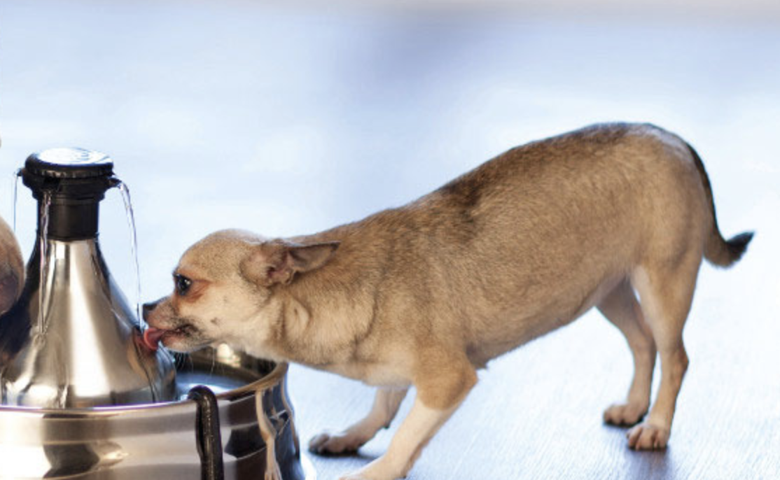 Hydratation – La marque PetSafe® sensibilise les propriétaires d’animaux de compagnie
