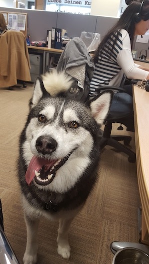 Journée Mondial du Chien et rentrée : La marque PetSafe® rappelle six conseils pour accueillir les chiens au bureau