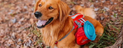 L’automne en Kurgo pour continuer à profiter de joies du plein air