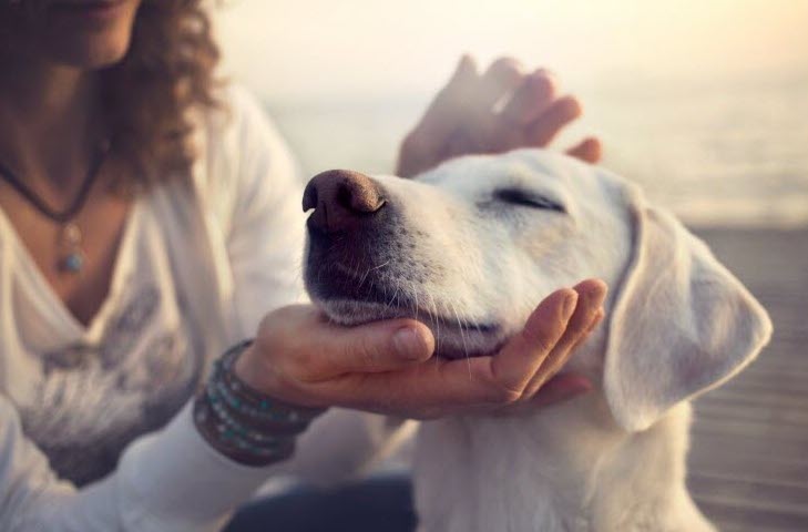 Crise du coût de la vie : voici sept moyens de garder votre animal de compagnie en bonne santé, et d’empêcher les frais vétérinaires de peser sur votre budget