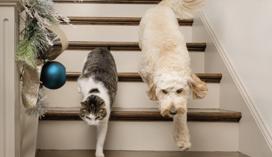 Fête de fin d’année : 49% des Français souhaitent offrir un cadeau à leur animal de compagnie