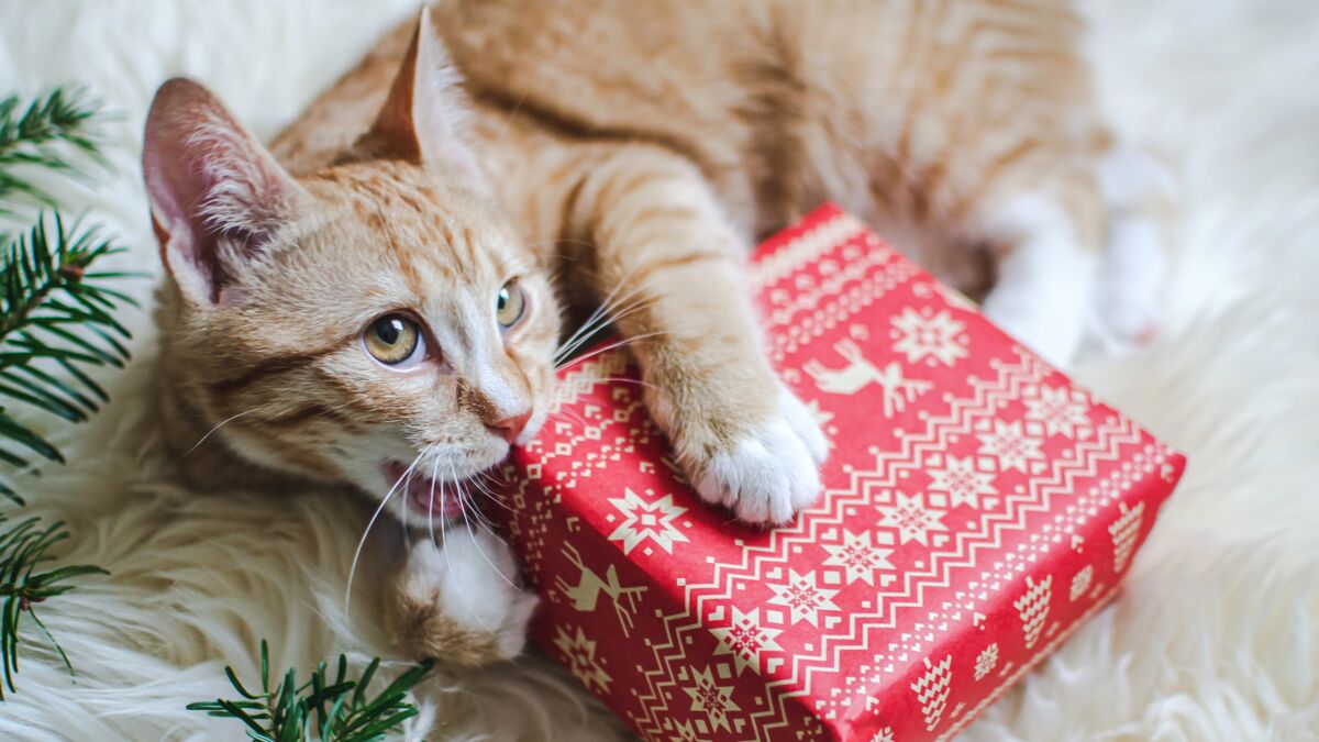 Noël : PetSafe® sélectionne 8 idées cadeaux pour prouver à son chat combien on l’aime