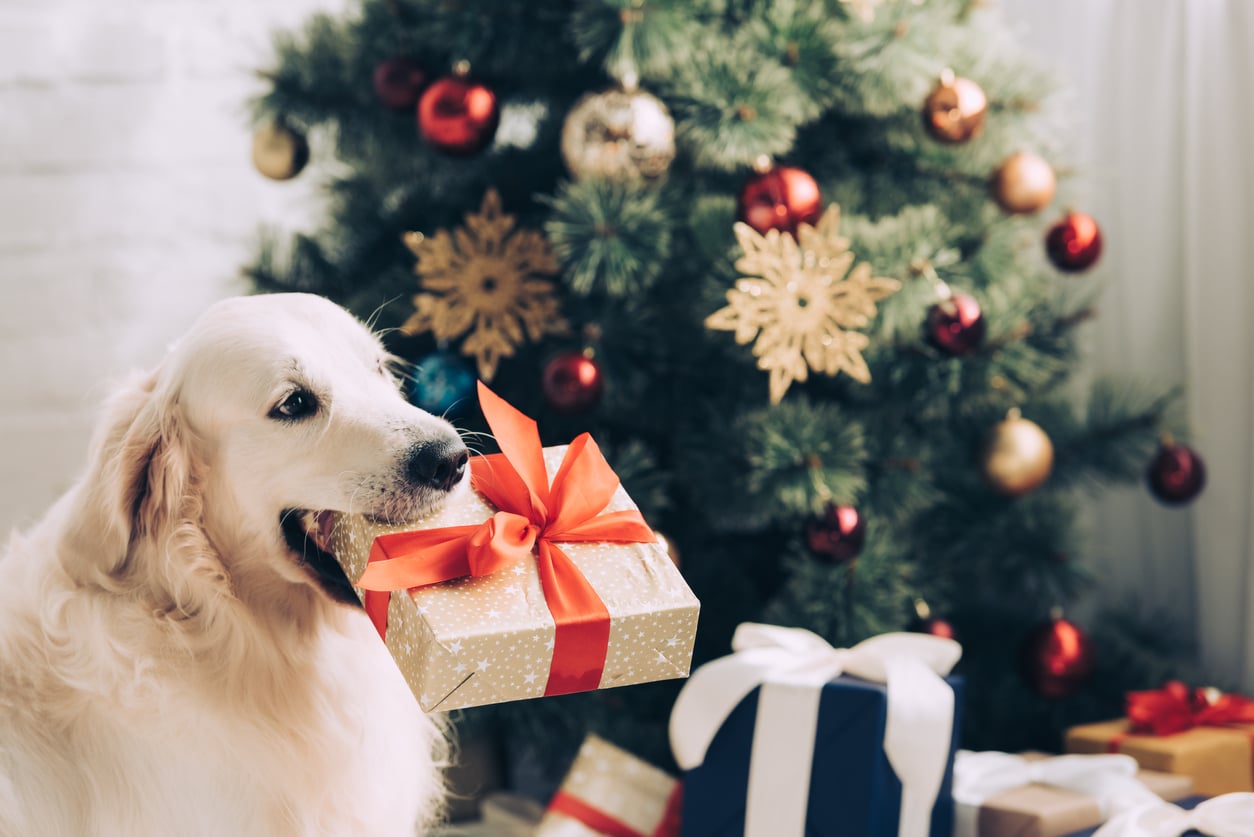 Noël : PetSafe® sélectionne 10 cadeaux pour les chiens