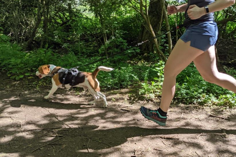 Onze astuces pour aider votre animal de compagnie à perdre du poids et à retrouver la forme (et dont vous pouvez, vous aussi, faire bon usage)