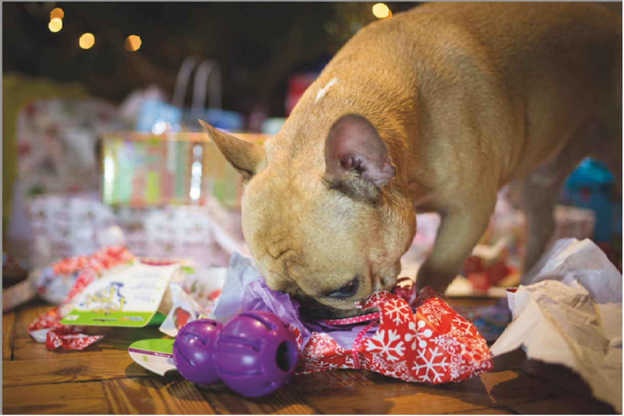 Fêtes de fin d’année : la marque PetSafe® sensibilise les propriétaires d’animaux aux dangers de Noël et de la Saint-Sylvestre