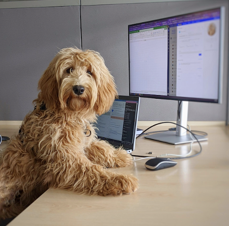 JOURNEE DES CHIENS AU BUREAU : LA MARQUE PETSAFE® PARTAGE QUELQUES CONSEILS POUR FAIRE DE CE 23 JUIN UN SUCCES