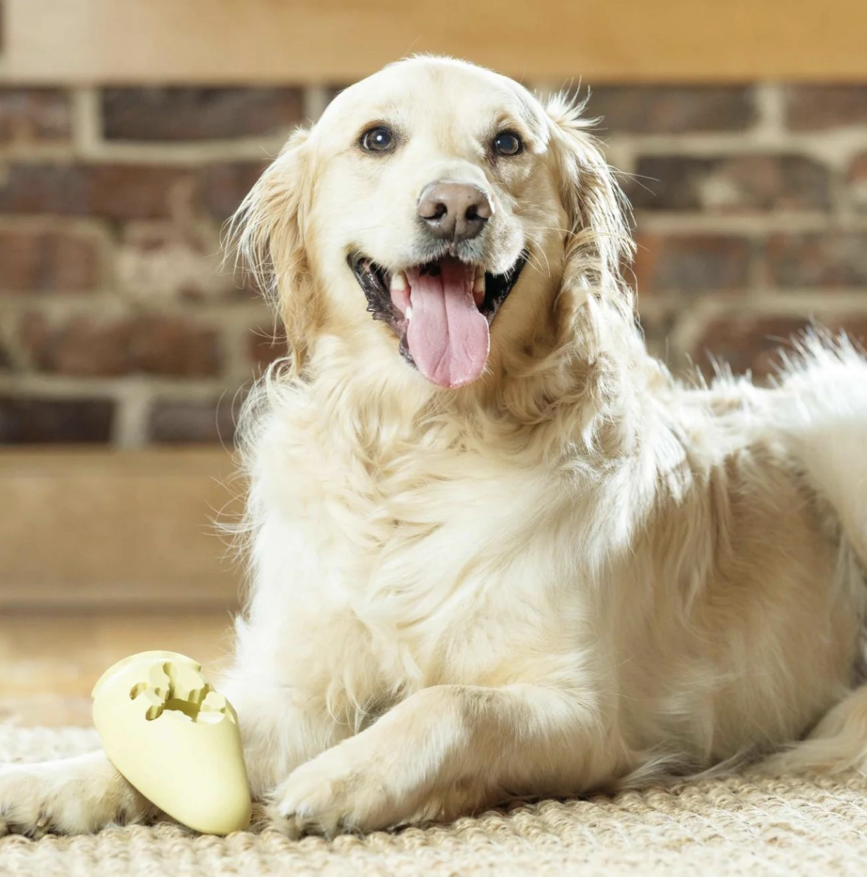 Période estivale : 4 produits phare pour garder les chats et les chiens heureux et en bonne santé lorsqu’il fait chaud