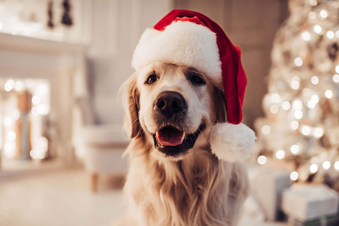 Cadeaux de Noël : PetSafe® réserve le meilleur de la technologie à tous ceux qui aiment les animaux.