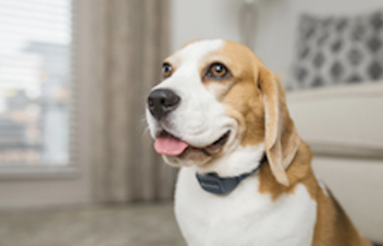 Aboiements : PetSafe® propose des solutions pour faciliter l’éducation des chiens