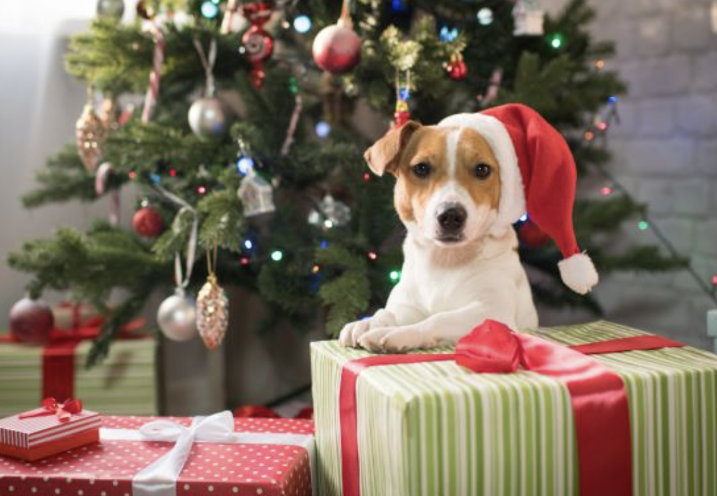 Un Noël réussi avec PetSafe® : Choisir le bon cadeau pour son chat ou son chien en fonction de son caractère