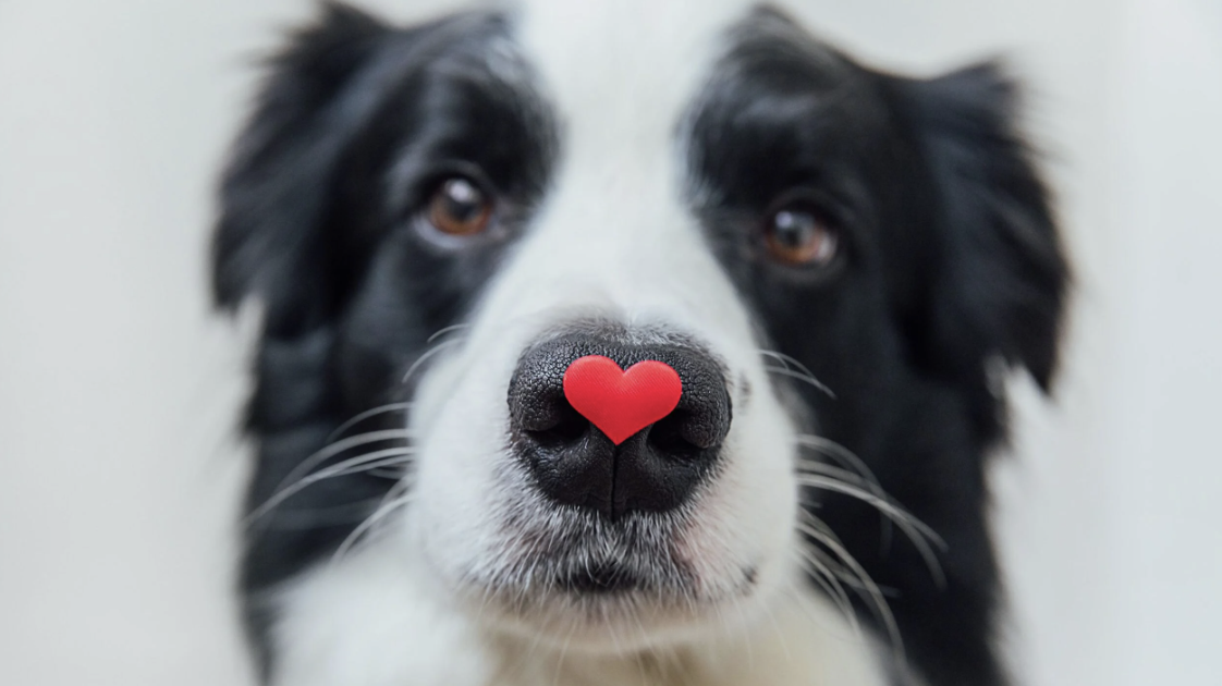 Saint-Valentin : les promenades avec un chien, une véritable opportunité de rencontres