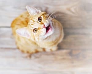 PetSafe® lance la nouvelle version de son spray répulsif automatique pour animaux SSSCAT™